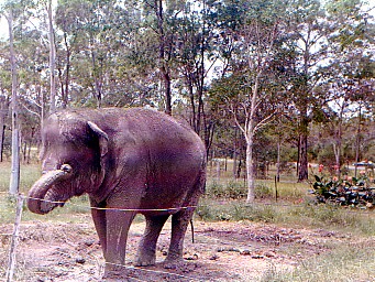 Bullens Lion Park Beenleigh 1974
