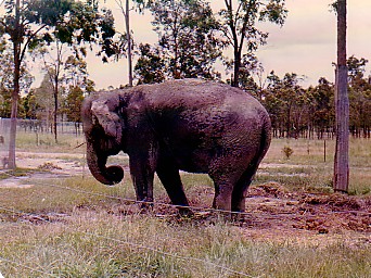 Bullens Lion Park Beenleigh   Queensland 1974 Elephant