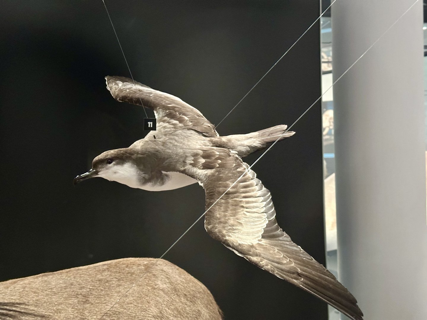 Buller's shearwater (Ardenna bulleri)