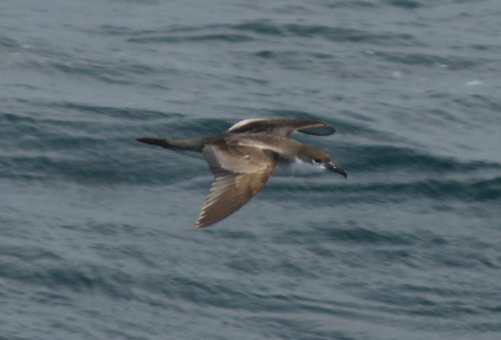 Buller's Shearwater - Hauraki Gulf 2010