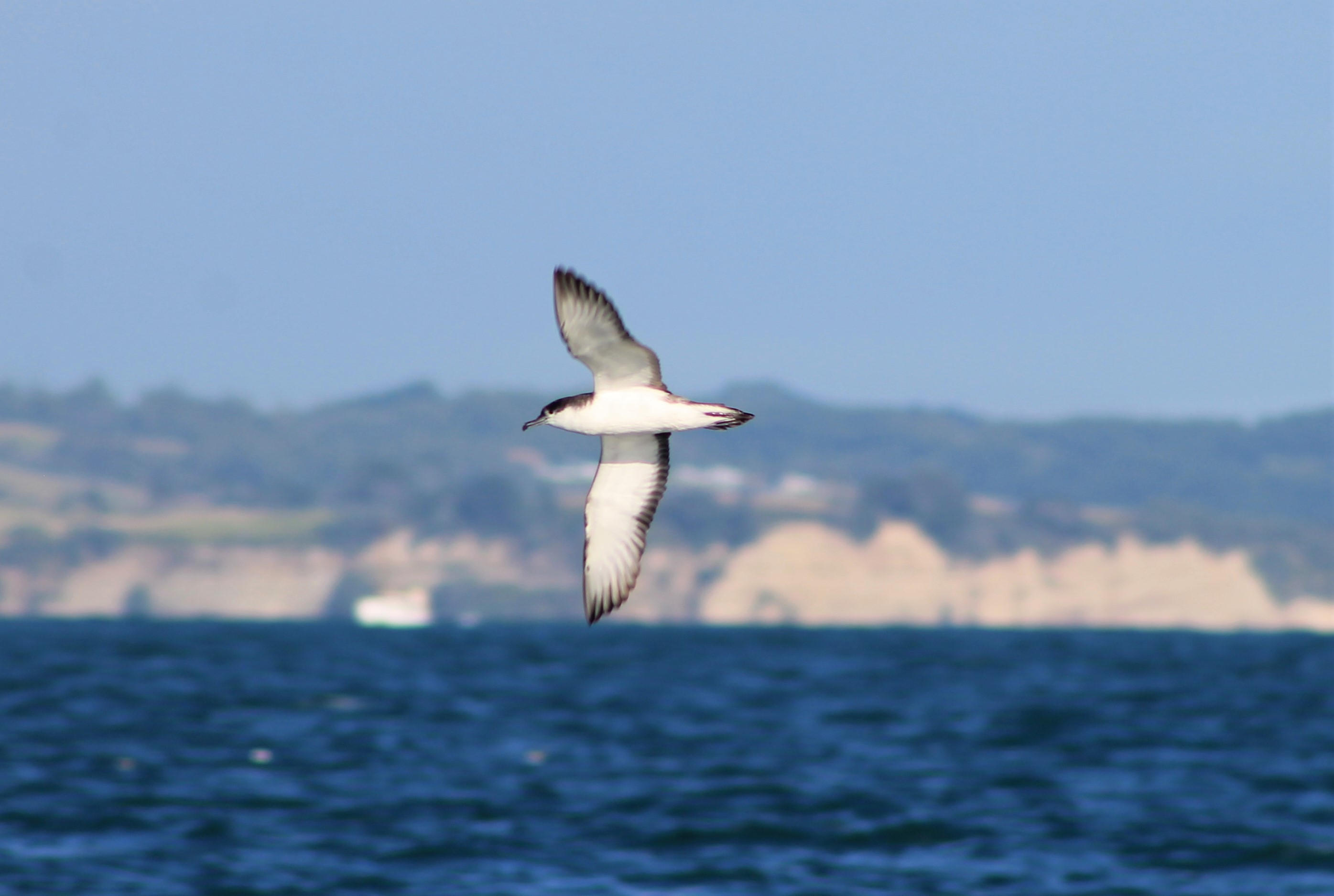 Buller's Shearwater (Puffinus bulleri)