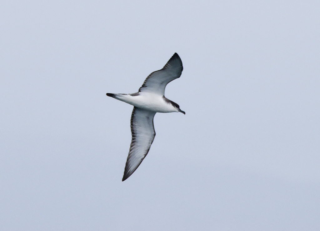 Buller's Shearwater