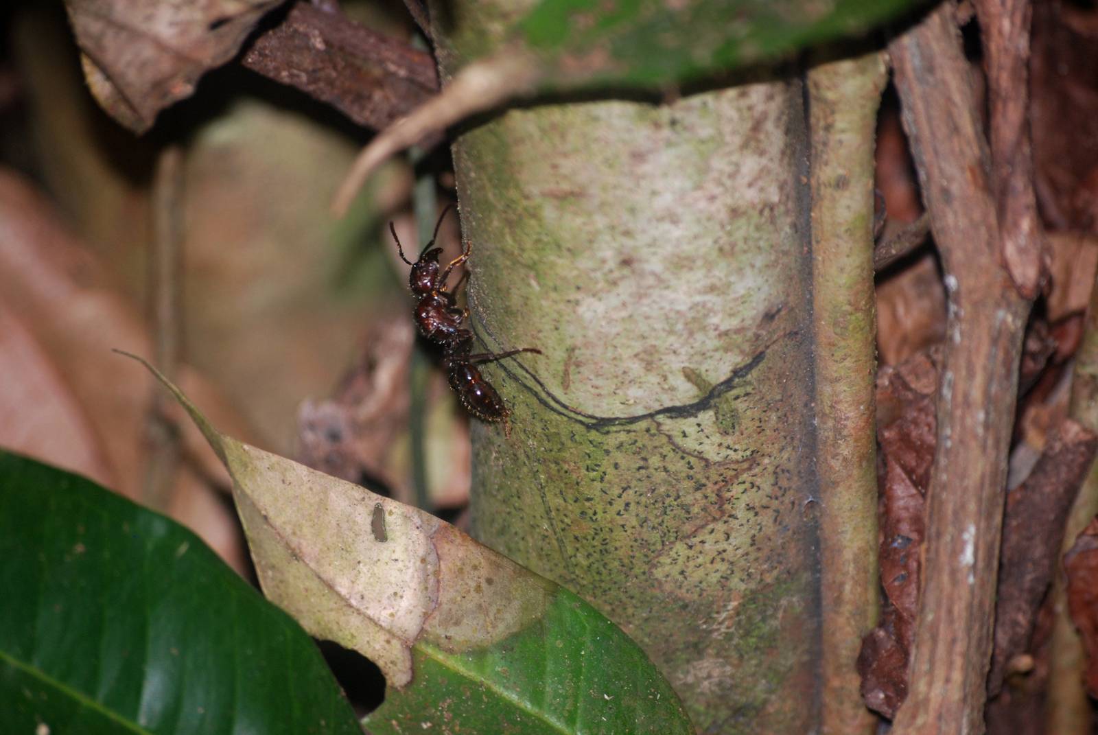 Bullet Ant in Tortuguero, 14/04/14