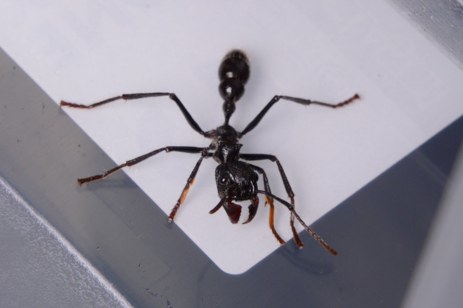 Bullet ant (Paraponera clavata)