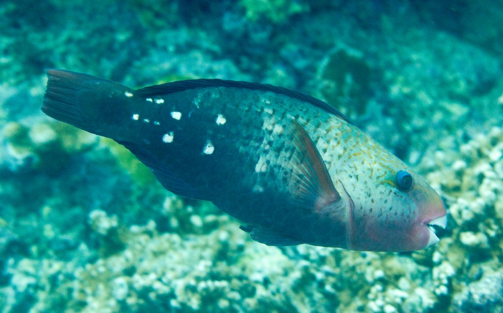 Bullethead Parrotfish (female)