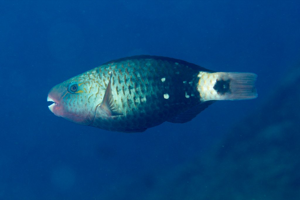 Bullethead Parrotfish female