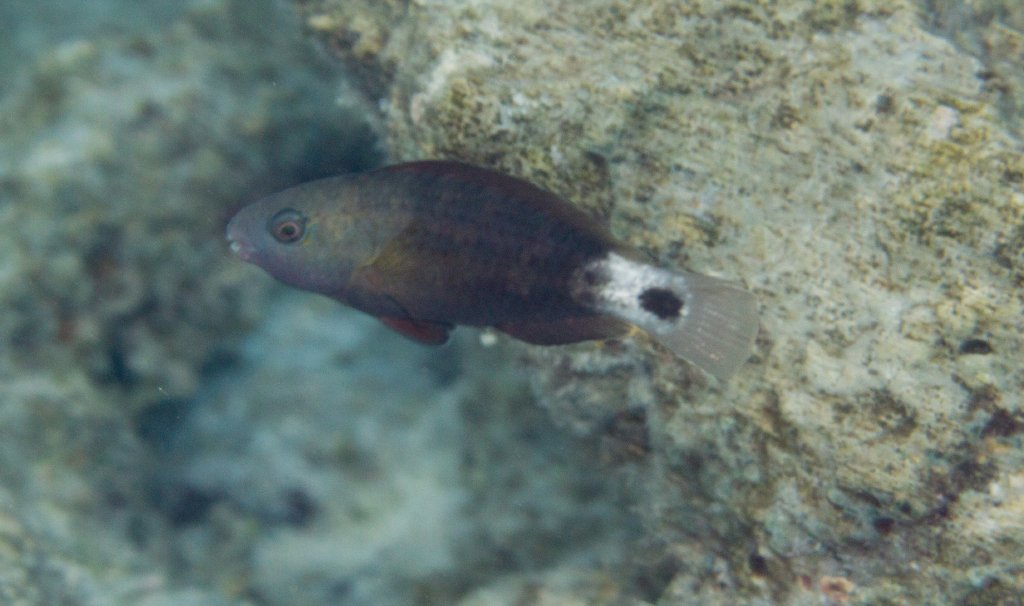 Bullethead Parrotfish IP (Chlorurus sordidus)