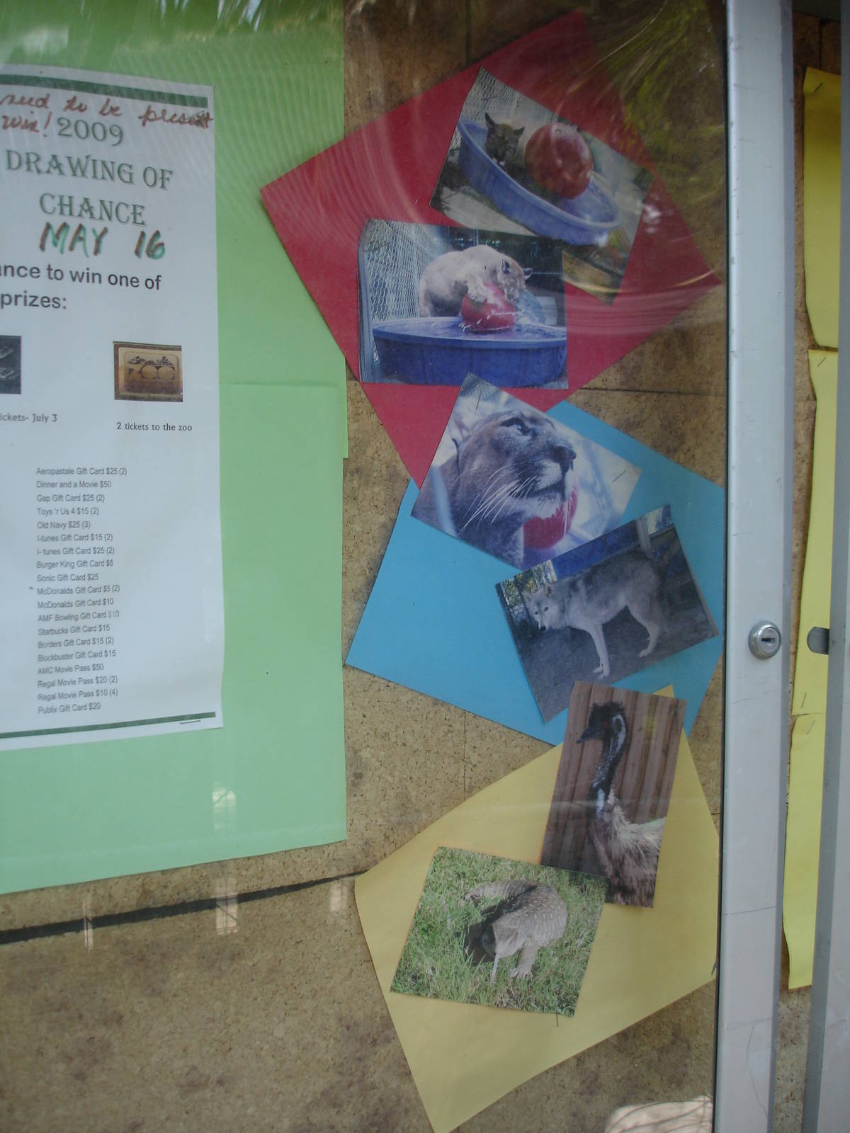 Bulletin Board - photos of animals