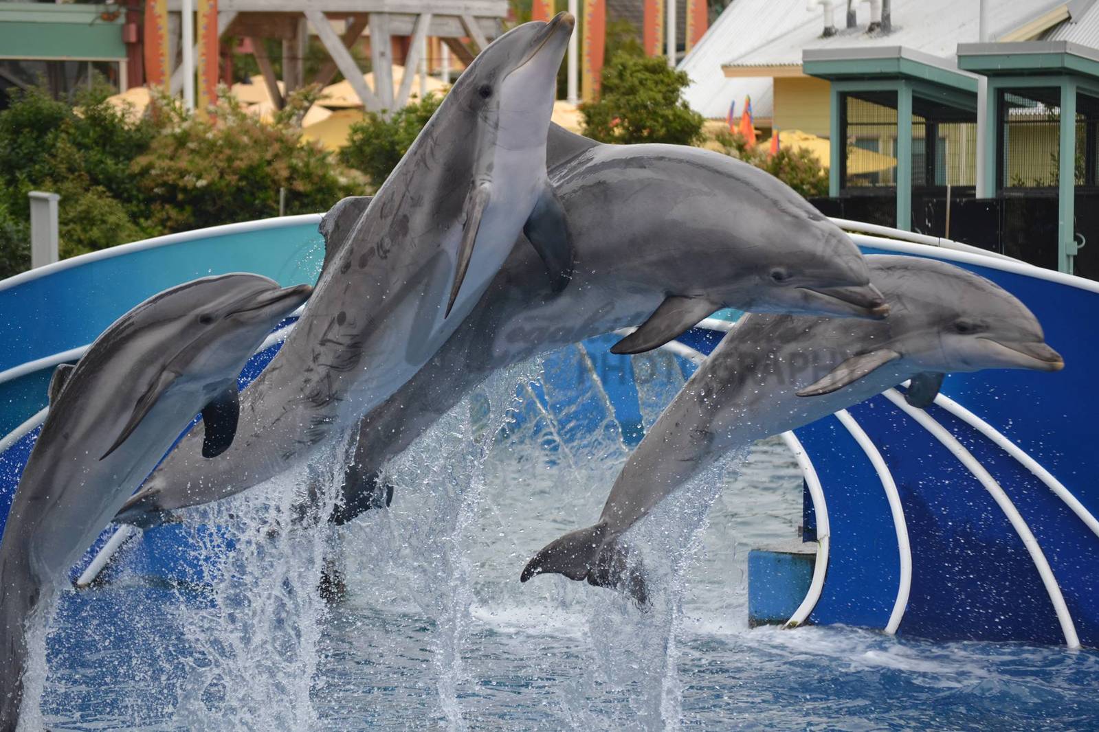 Bullett, Karina, Melanie, and Venus