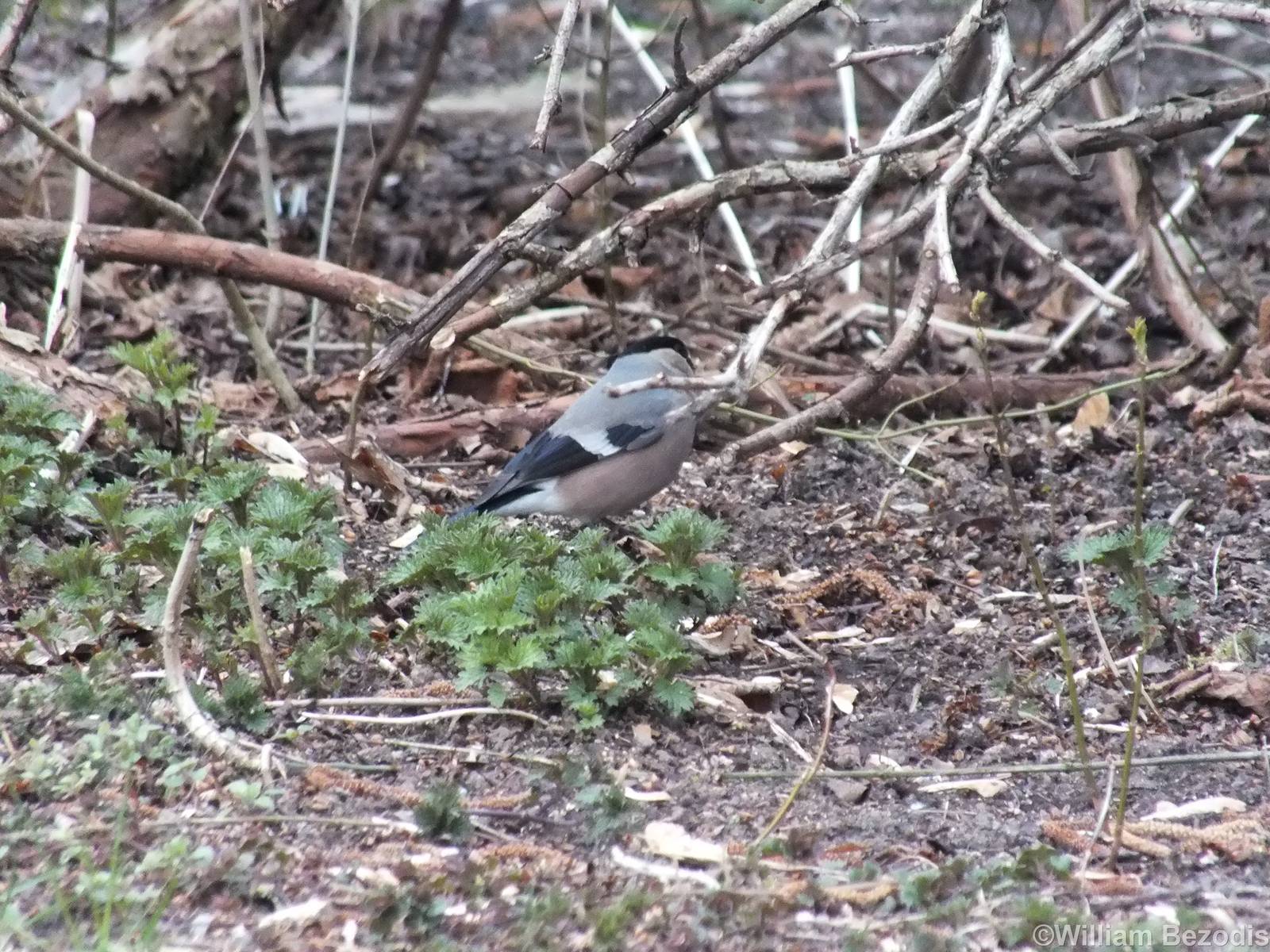 Bullfinch Female