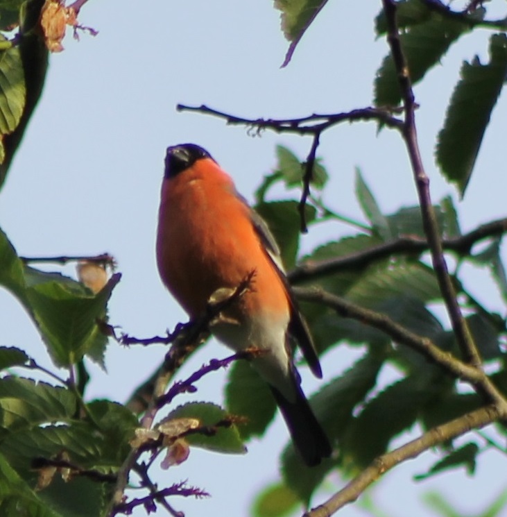 Bullfinch male