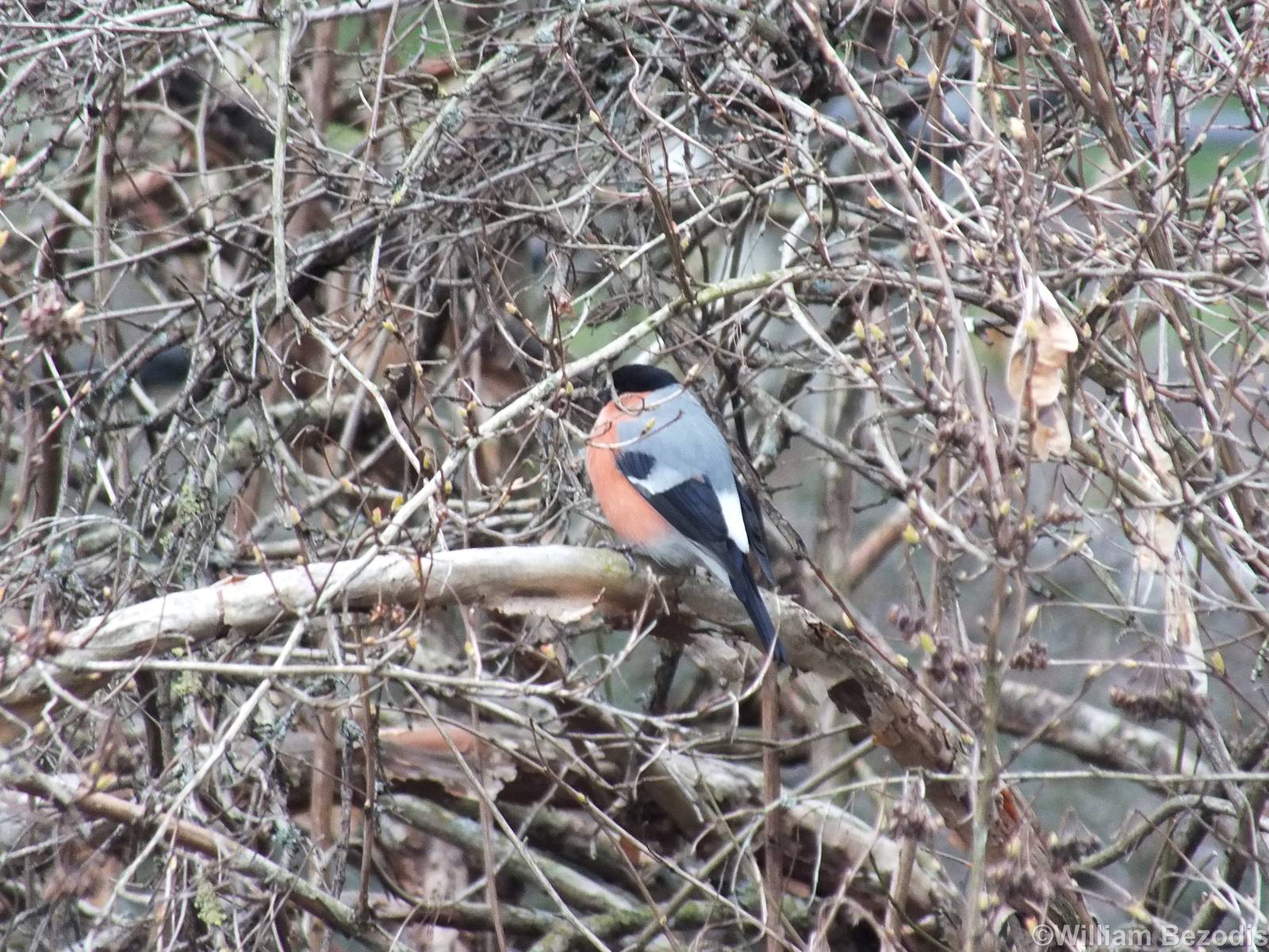 Bullfinch Male