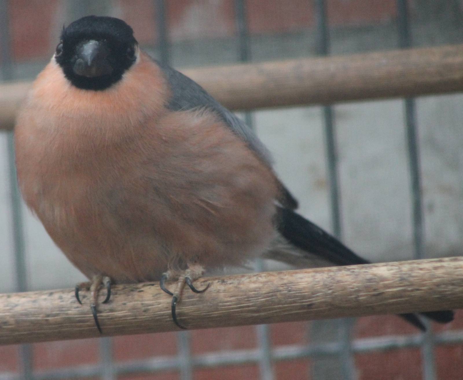 Bullfinch male