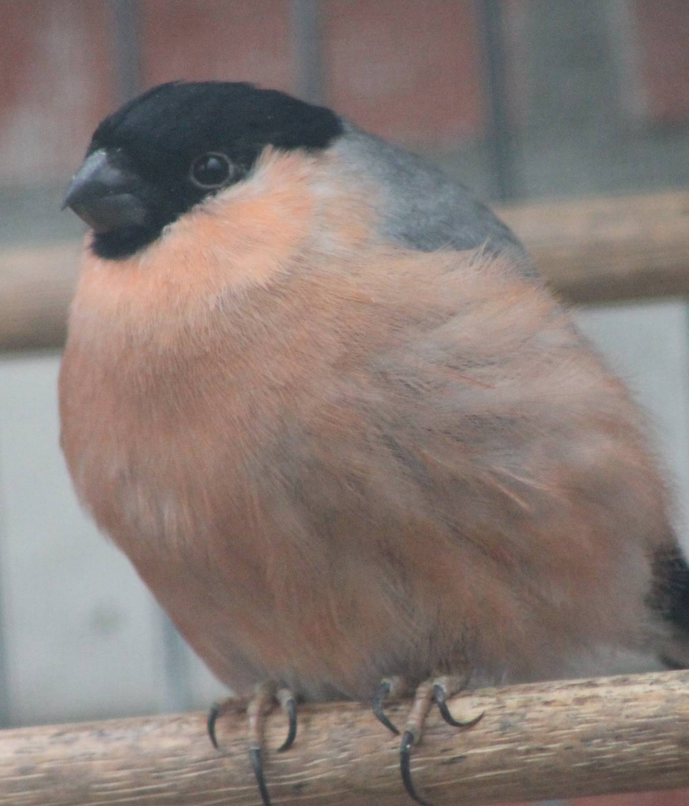 Bullfinch male