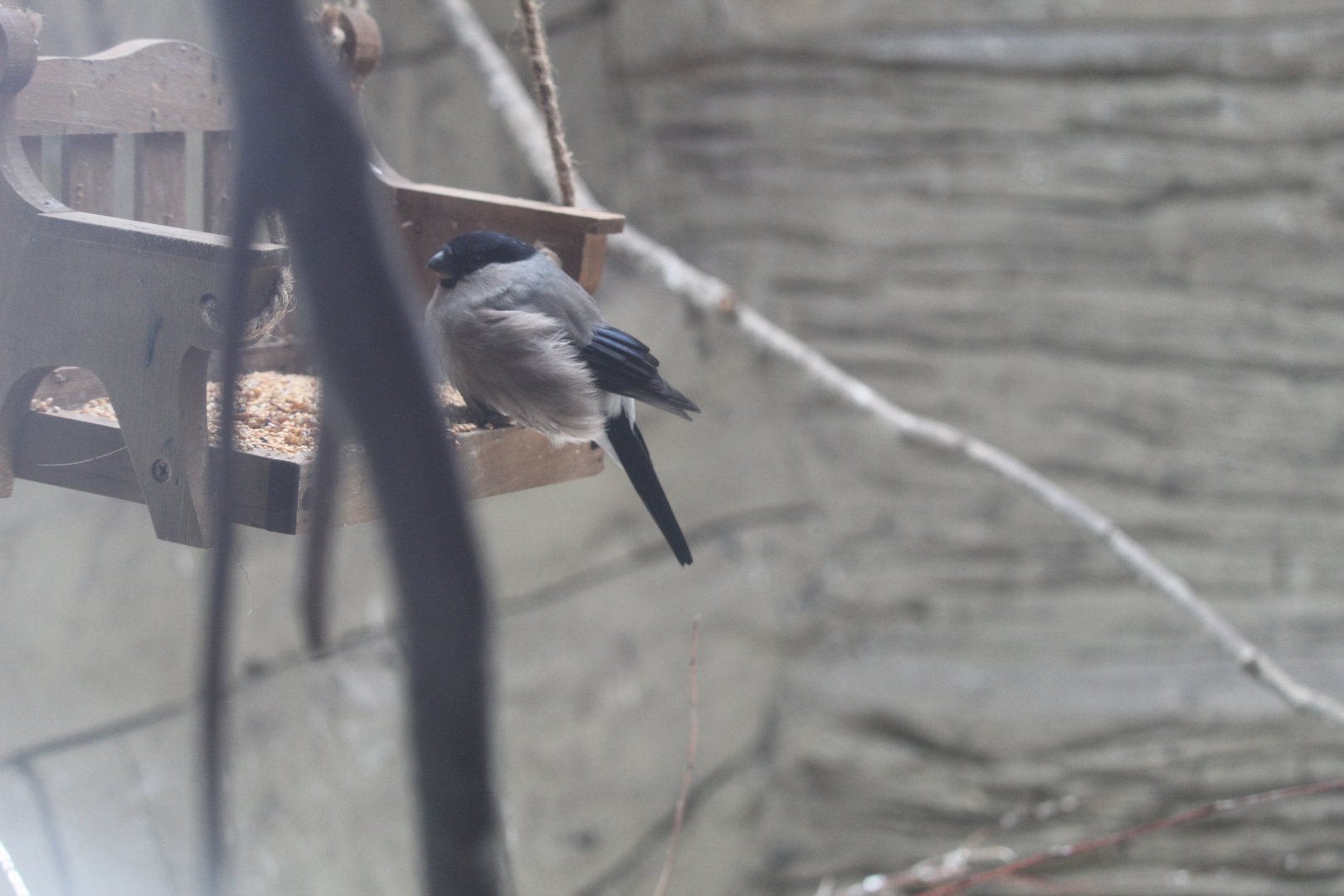 Bullfinch (Pyrrhula pyrrhula)