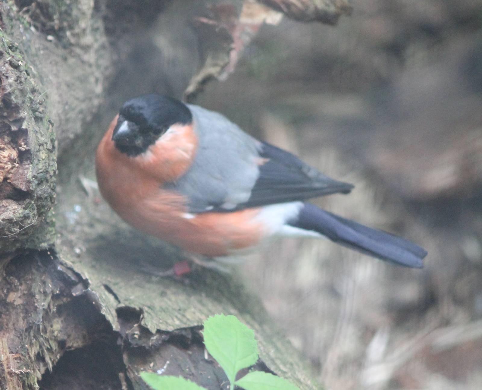 Bullfinch