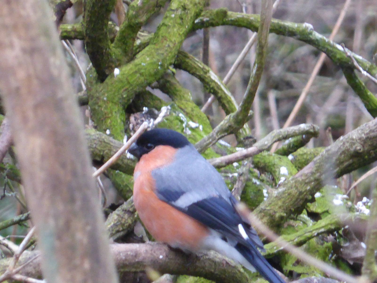 Bullfinch