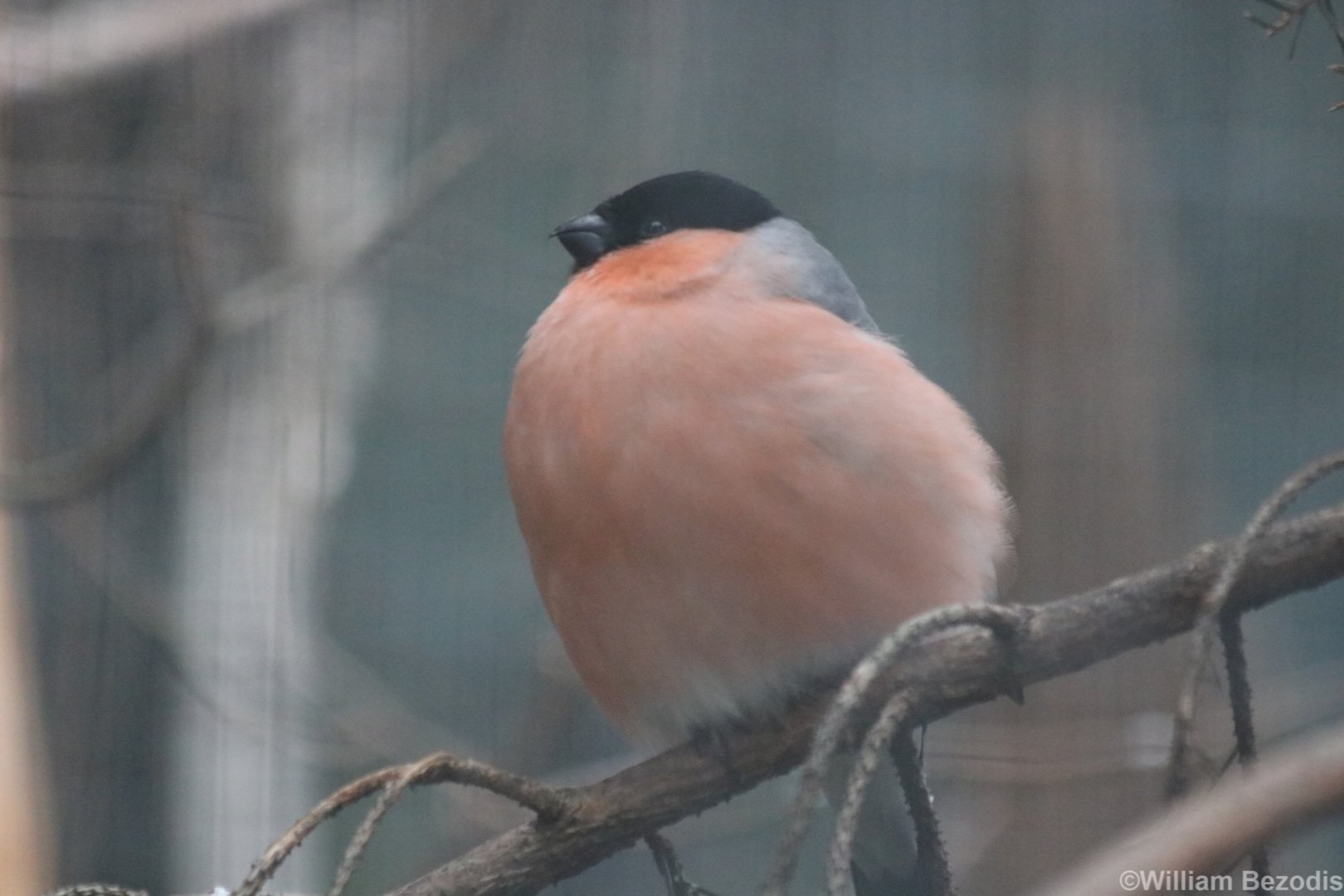 Bullfinch