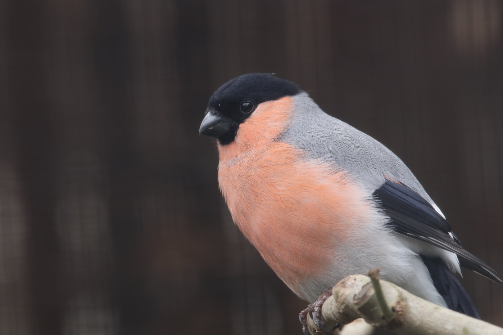 Bullfinch