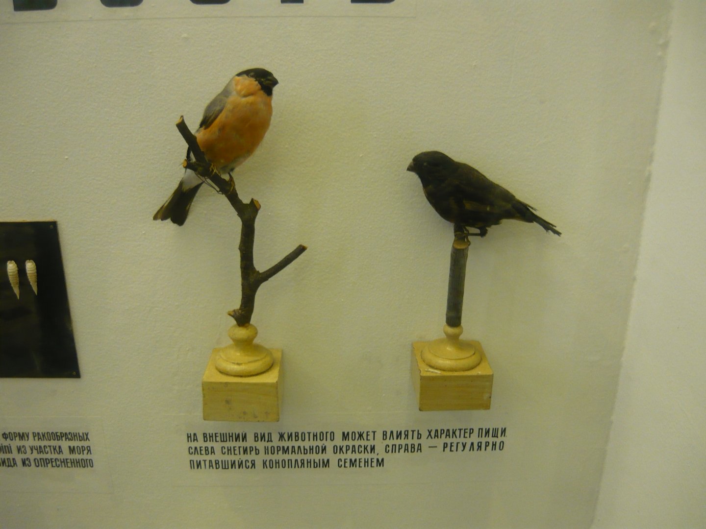 Bullfinches