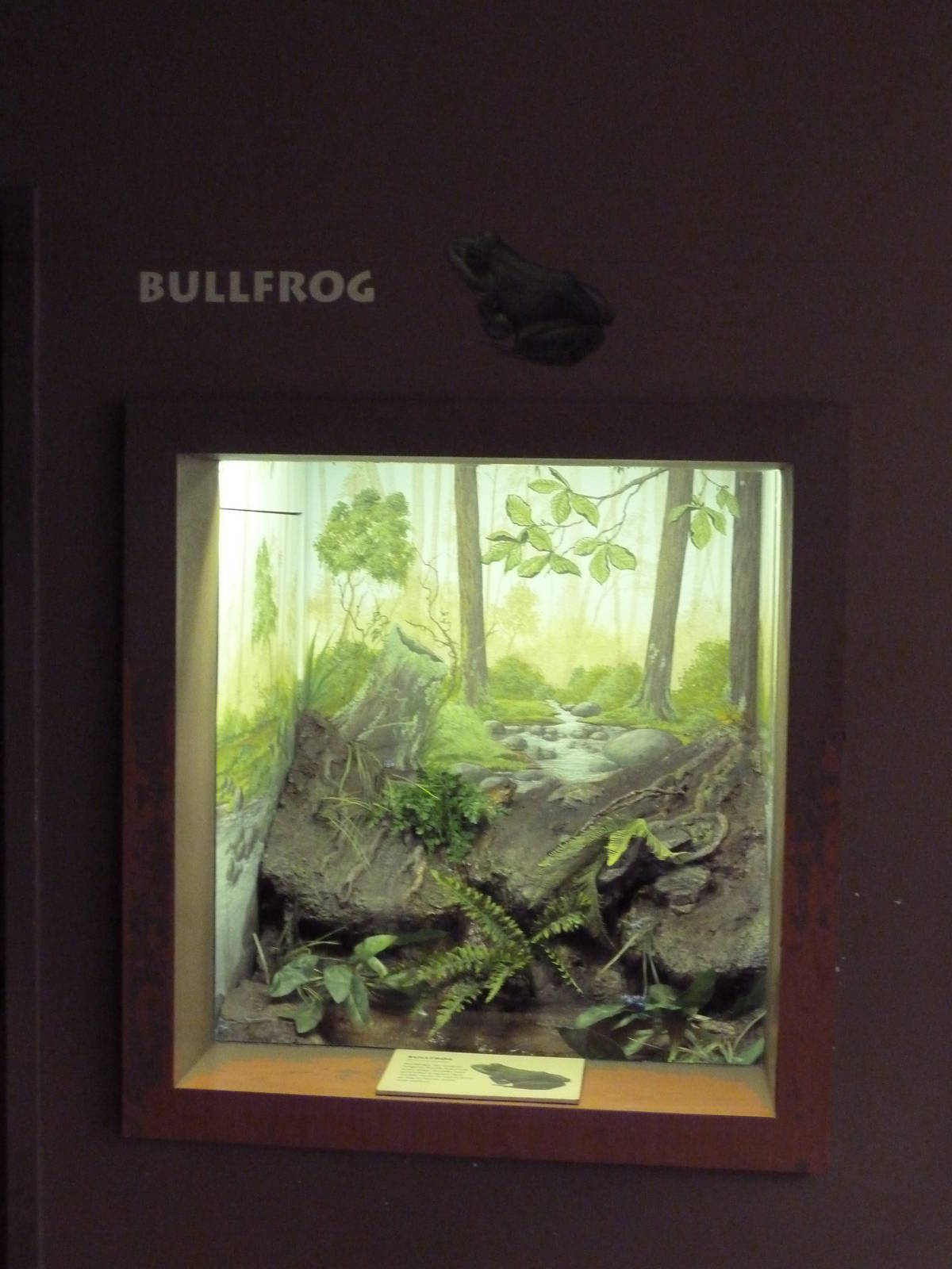 Bullfrog Exhibit