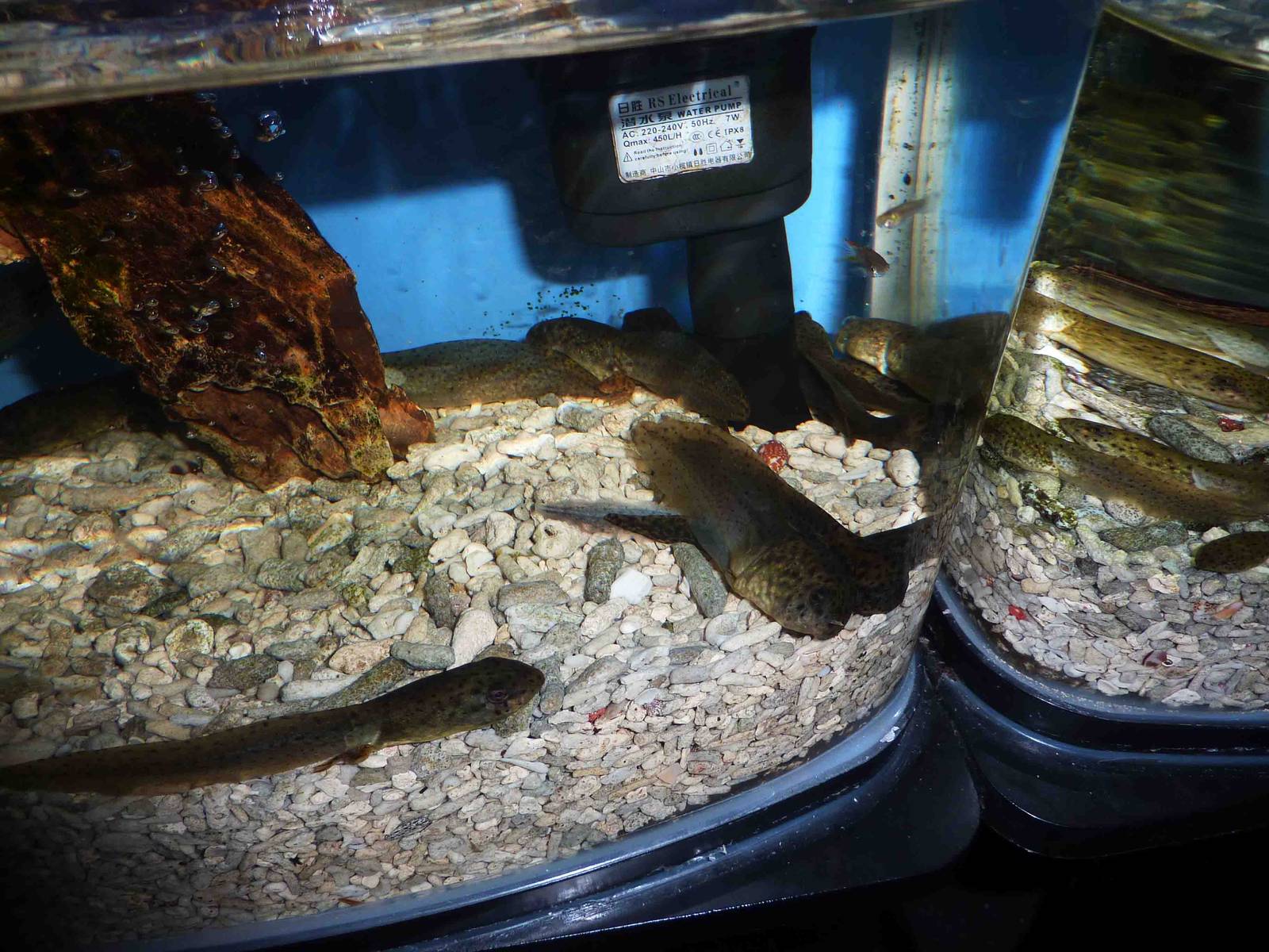Bullfrog tadpoles, May 2013.
