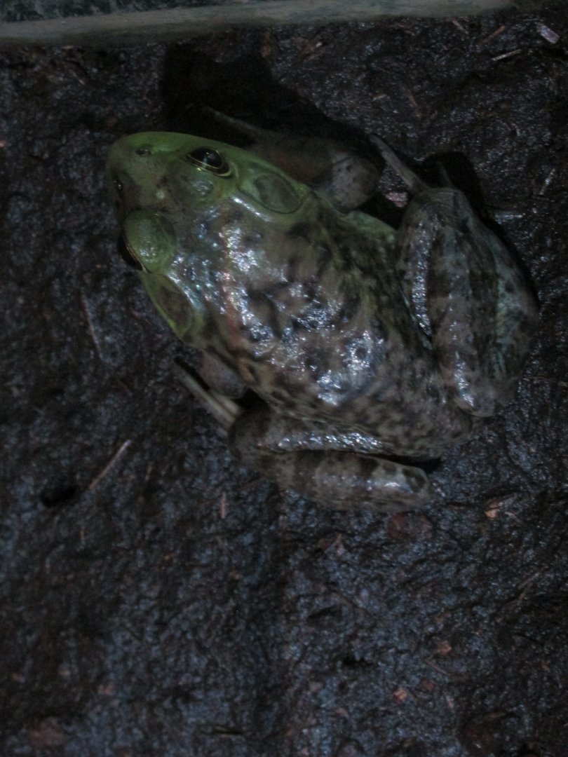 bullfrog