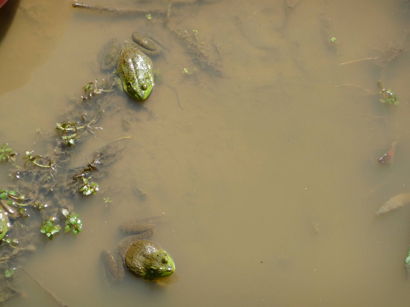 Bullfrogs In Grizzly Pool