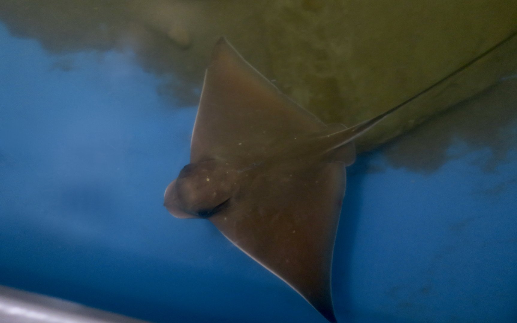 Bullnose Ray (Myliobatis freminvillei)