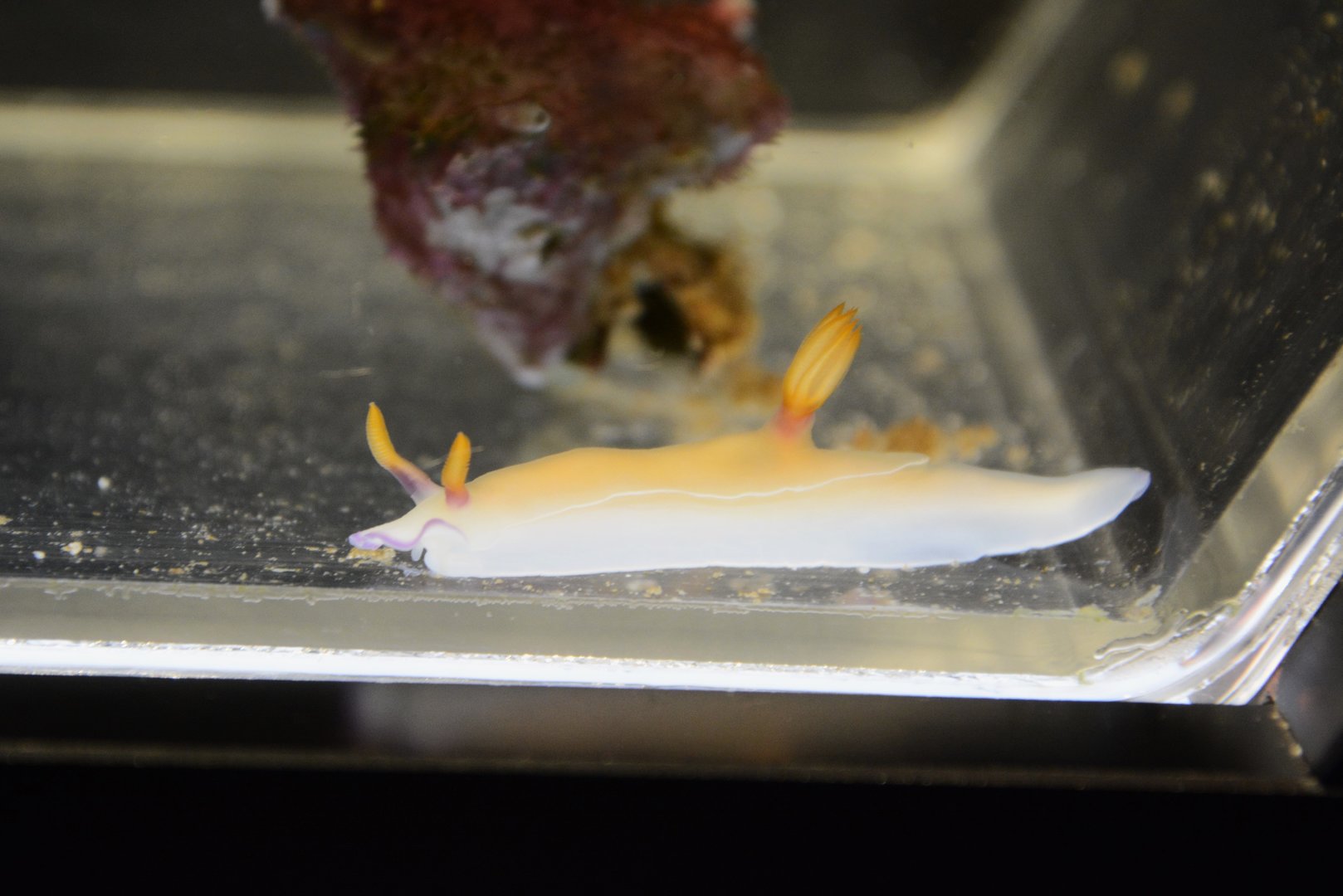 Bullock's hypselodoris (Hypselodoris bullockii)