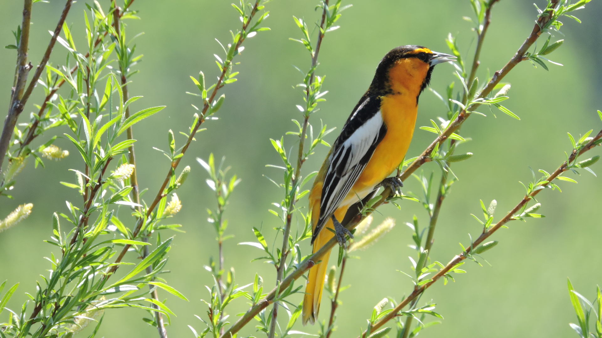 Bullock's Oriole