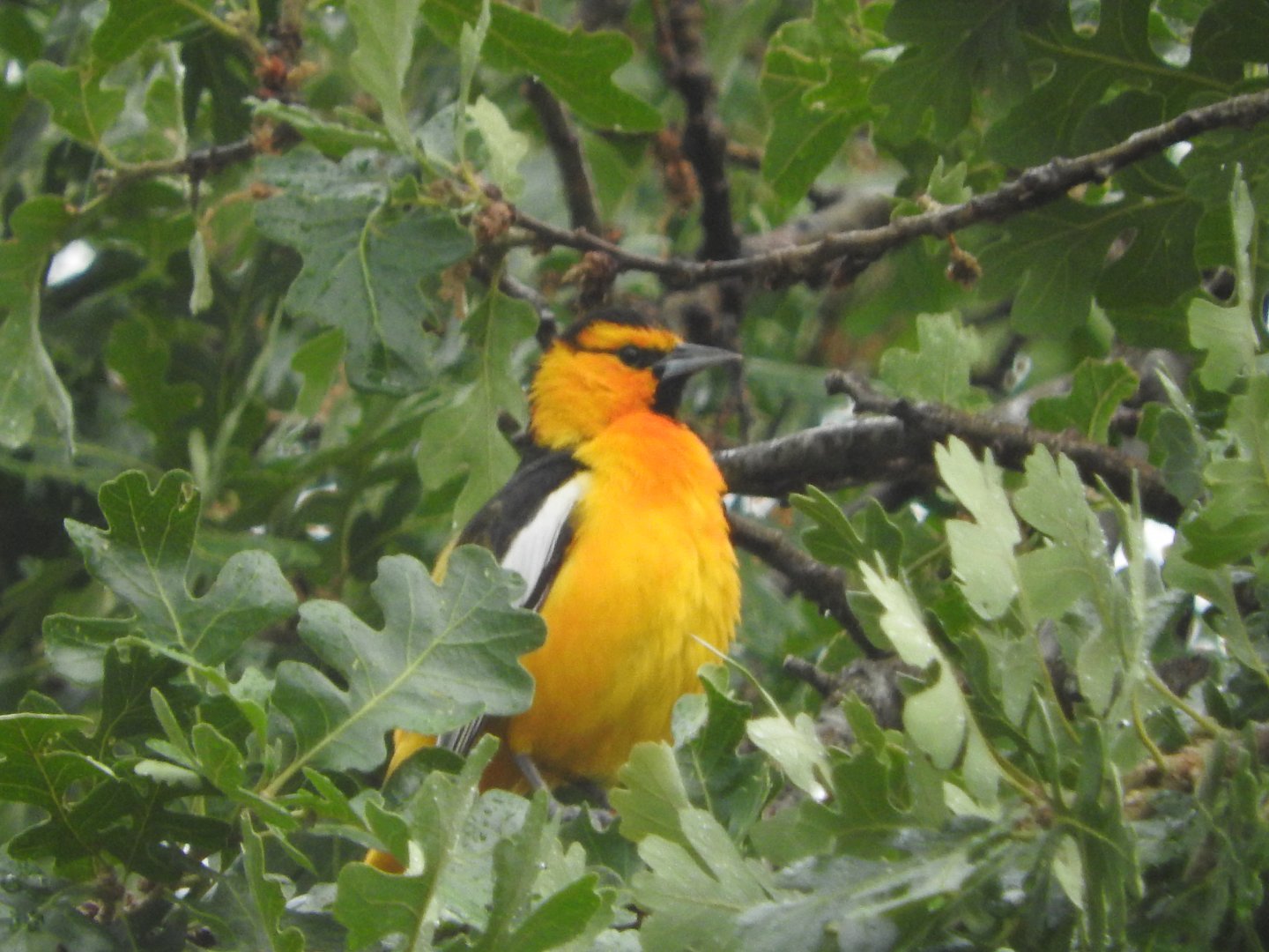 Bullock's Oriole