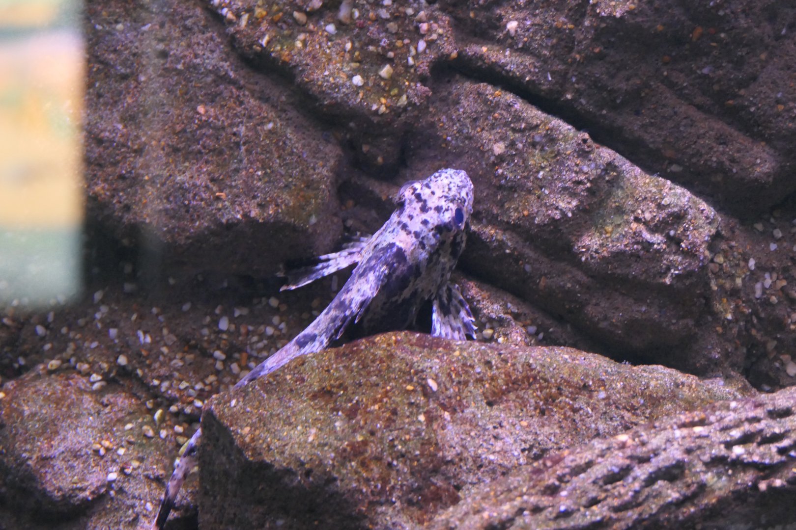 Bullrout (Notesthes robusta)