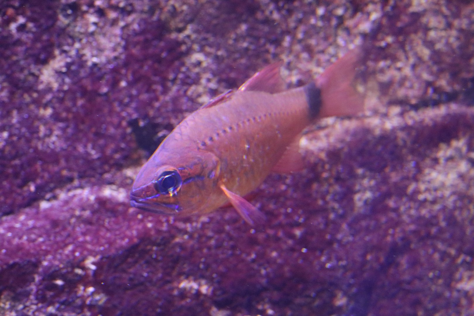 Bullseye Cardinalfish (Ostorhinchus fleurieu)?