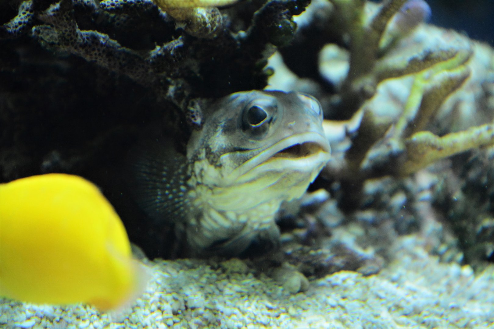 Bullseye jawfish (Opistognathus scops)