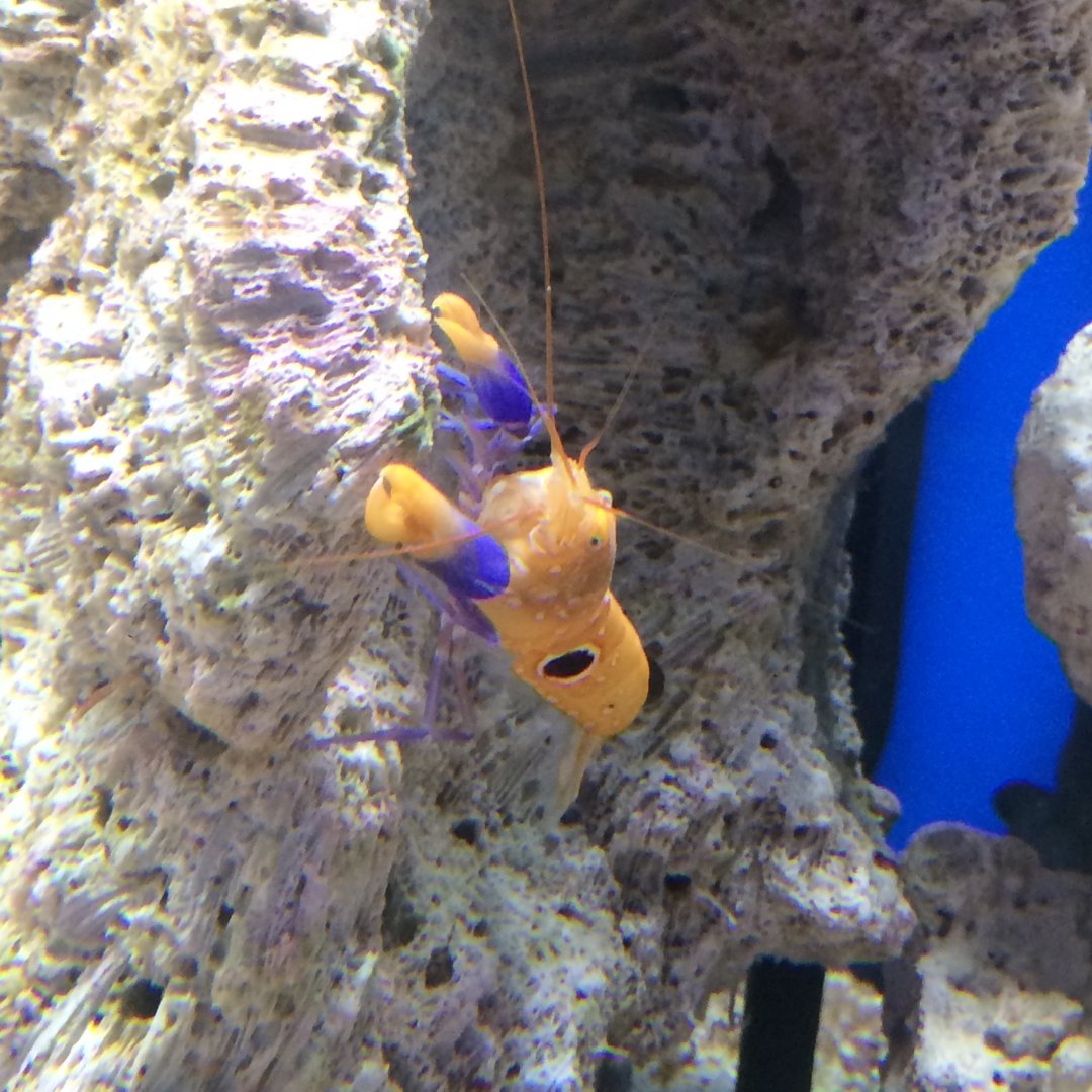 Bullseye Pistol Shrimp (Alpheus soror)