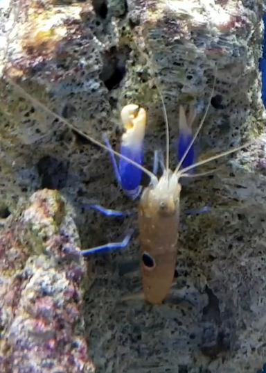 Bullseye pistol shrimp - Alpheus soror