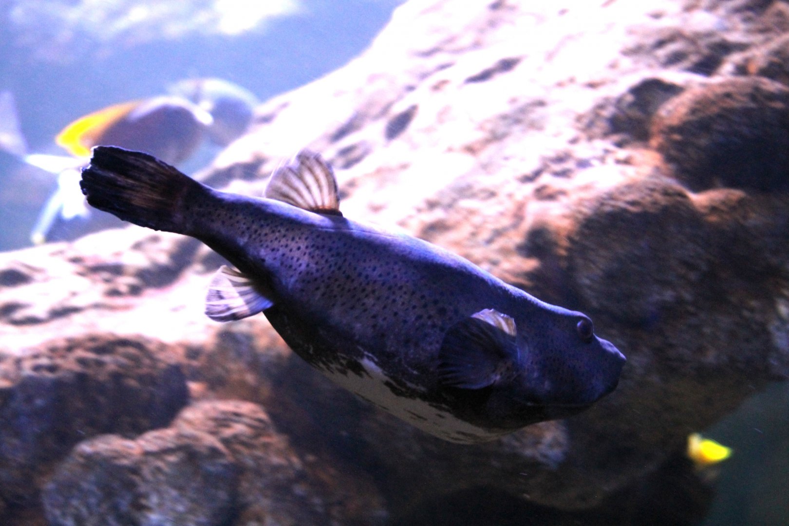 Bullseye puffer (Sphoeroides annulatus)