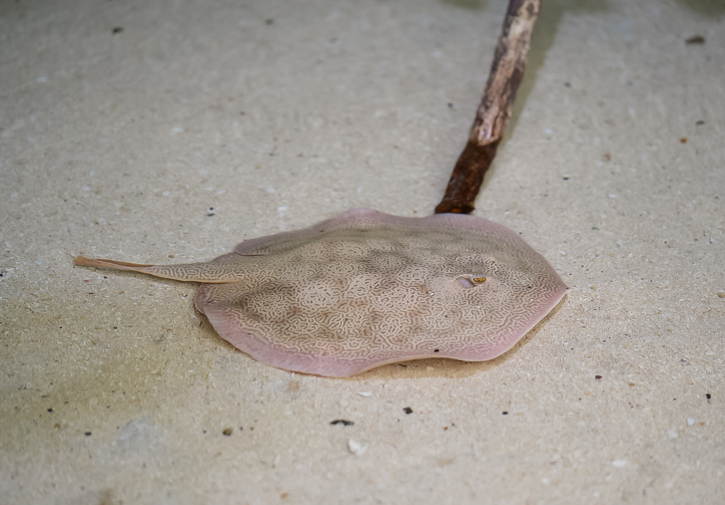 Bullseye Round Stingray