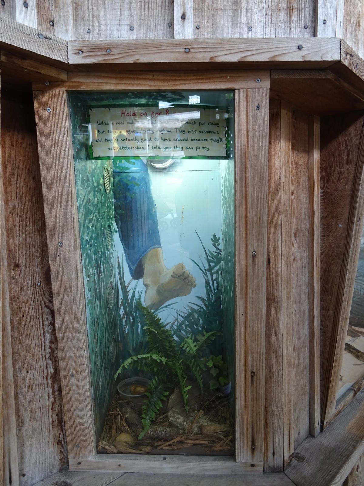 Bullsnake Exhibit at Gatorland