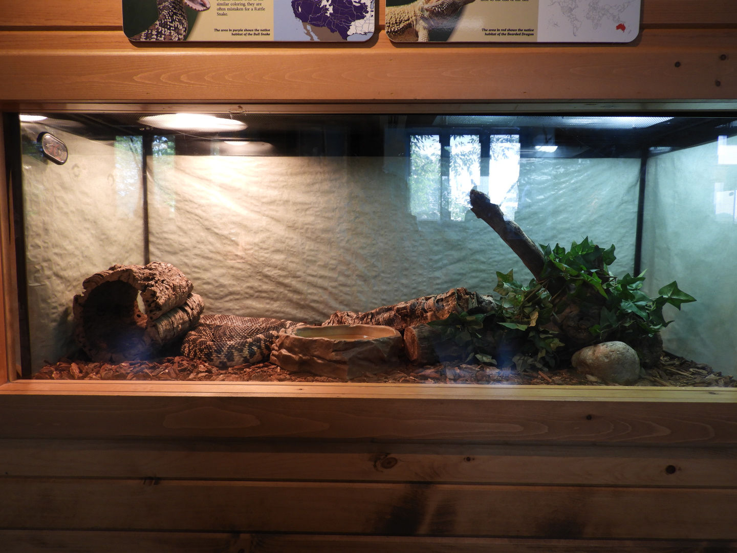 Bullsnake exhibit - Education & Animal Care Building - Manitowoc Lincoln Park Zoo