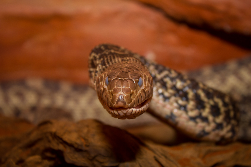 Bullsnake - Pituophis catenifer sayi