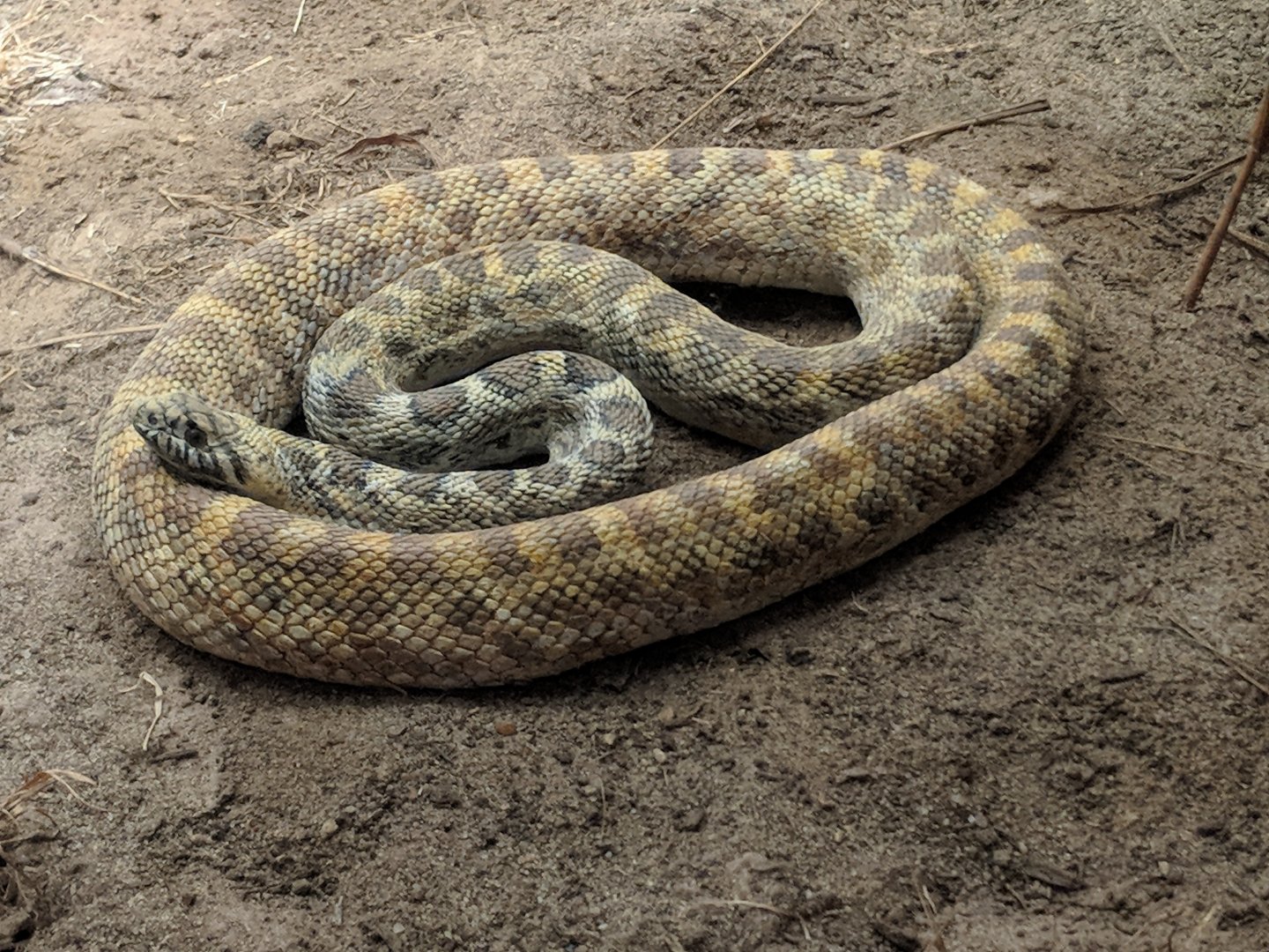 Bullsnake (Pituophis catenifer sayi)