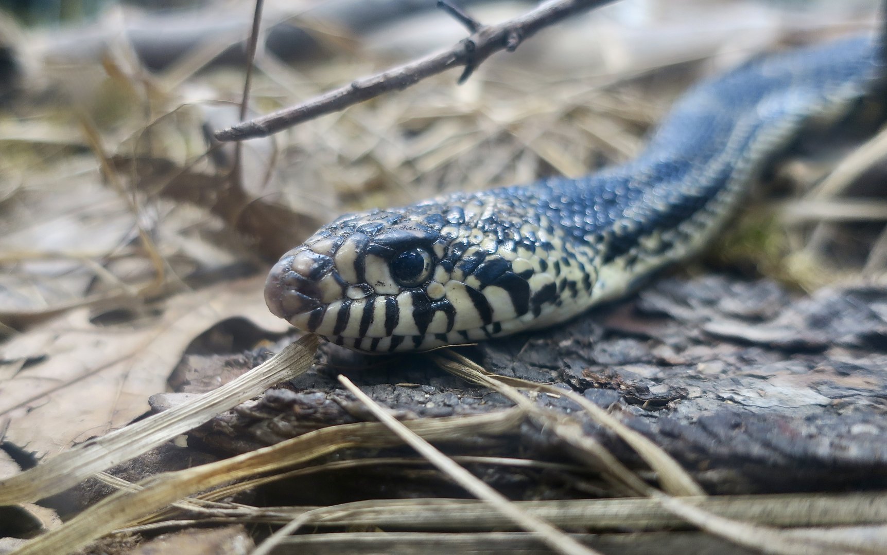 Bullsnake (Pituophis catenifer sayi)