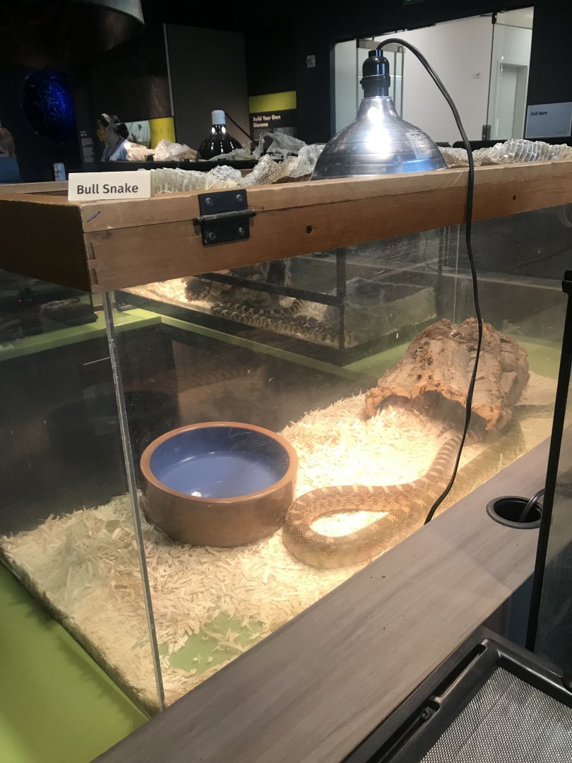 Bullsnake Terrarium