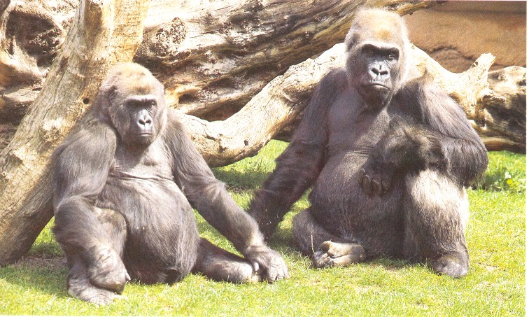 Bulluman and Betsy ~ 1983