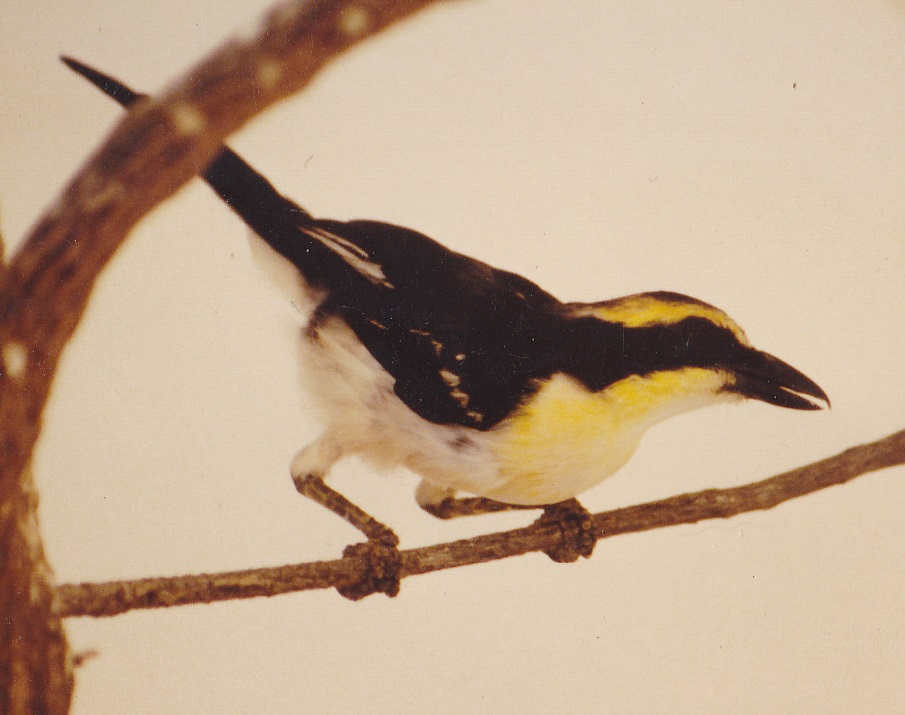 Bulo Burti Bush-shrike