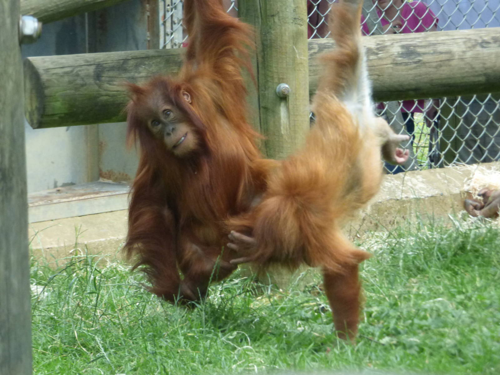 Bulu and Rieke, Sumantran Orangutans
