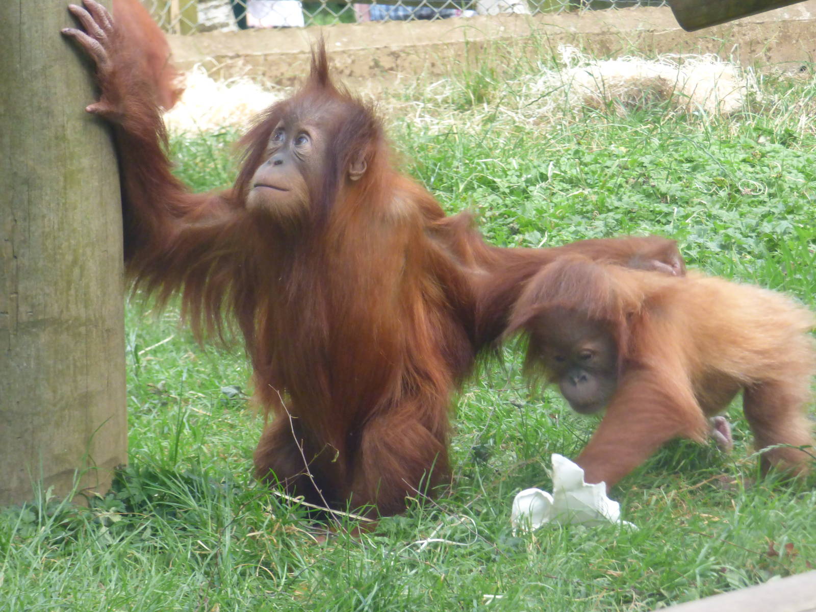 Bulu and Rieke, Sumatran Orangutan