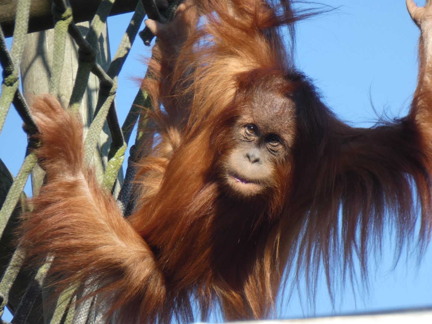 Bulu-Mata, Sumatran Orang-utan